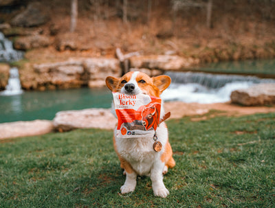 The Ultimate Guide to the Best Jerky Treats for Dogs