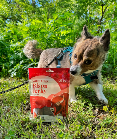 The Best Healthy Dog Treat