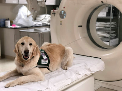 Medical Dogs Trained to Work with Traumatized Children & Adults