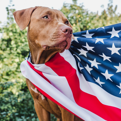 Memorial Day and 4th of July Pet Safety Tips