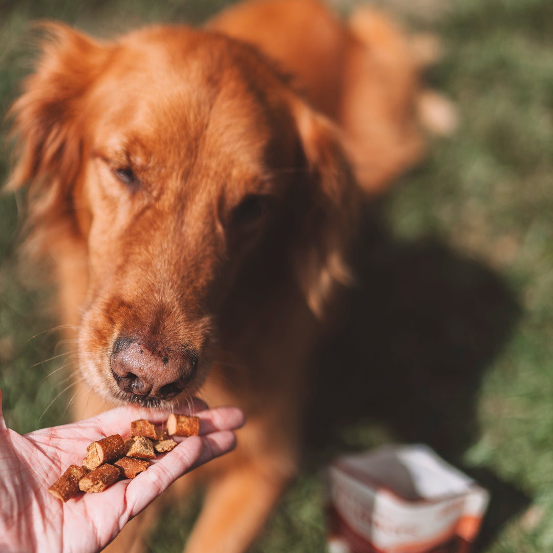 Wild Things Trainers Elk Recipe – Otis Love